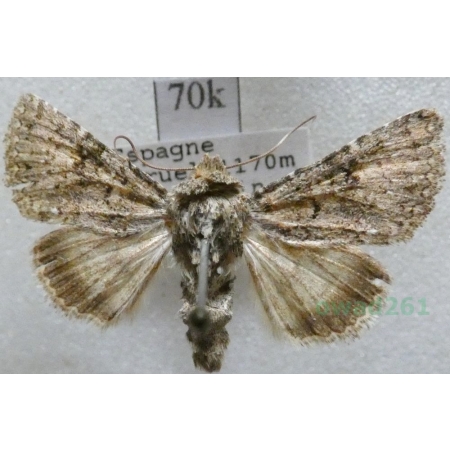 Recoropha canteneri (Duponchel, 1833) Spain70k